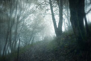 Fototapeta na wymiar An atmospheric edit of a path through a spooky forest on a foggy autumn day. UK. With a blurred, grunge, edit