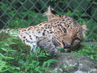 ヒョウ