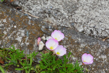 昼咲き月見草の花