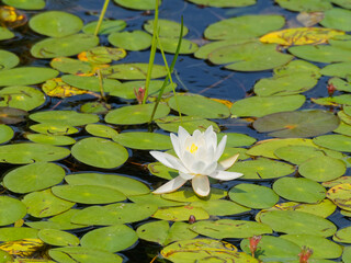 White water lily in bloom with lily pads