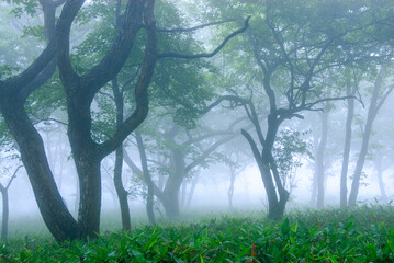 霧景