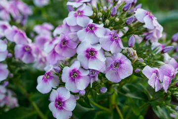 White and pink phlox flowers blooming in a field.