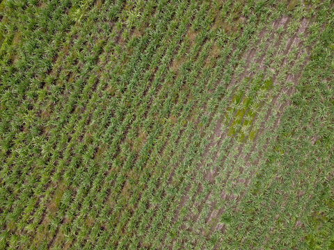Toma aerea de campos de ca&ntilde;averales de ca&ntilde;a de azucar en el valle de autlan de navarro jalisco mexico