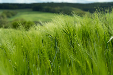 Closeup of lush green crops in a thick field on a blurred background in the countryside