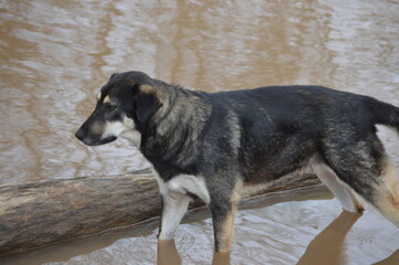 Dogs in Bayou Teche Playing