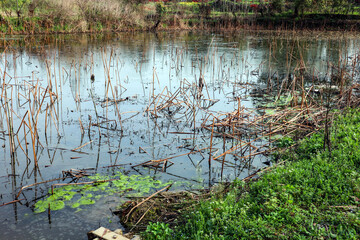 The pond in the park