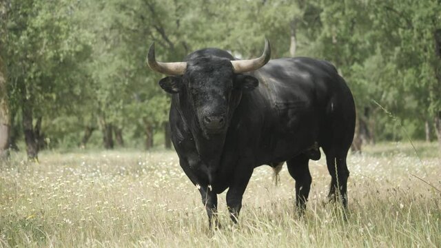 Footage of an angry bull on his natural habitat
