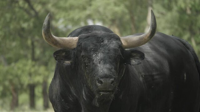 Close shot of an angry bull full of flies
