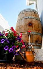 Old wine barrel converted into a backyard rain barrel fills watering can placed near flowers on a...