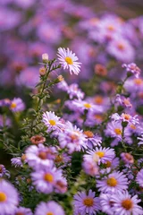 Wall murals Lavender Beautiful background of fresh aster flowers in a garden