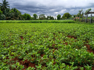 Fototapeta na wymiar Green agriculture feild with beautiful sky