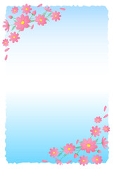 残暑見舞いのはがき 　コスモス