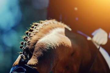 Pigtails on neck sports horse. Equestrian sport.