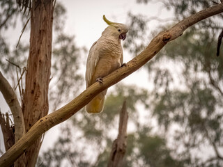 Cockatoo Diagonal