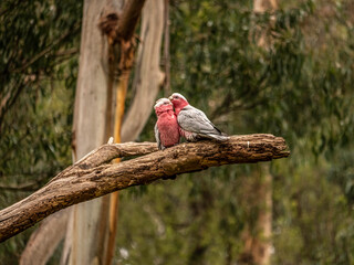 Galahs Kissing Far