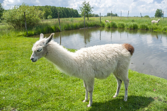 llama walks through a green meadow eco park