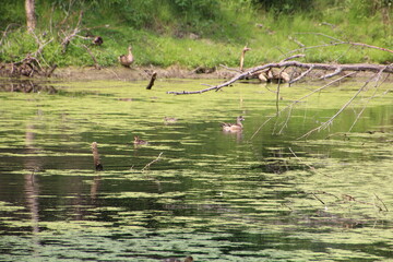 Life On The Creek, Whitemud Park, Edmonton, Alberta