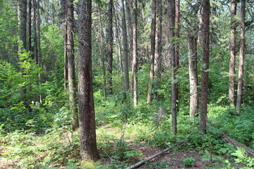 Green Of The Forest, Whitemud Park, Edmonton, Alberta