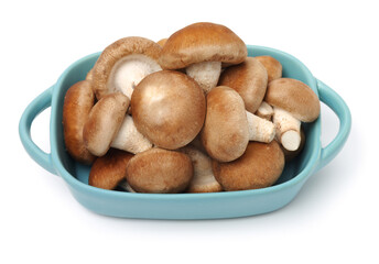 Shiitake mushroom on the White background 