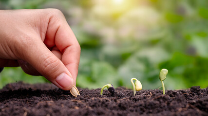 Hand planting with seeds and trees planted in the soil in order of germination. plant growth concept