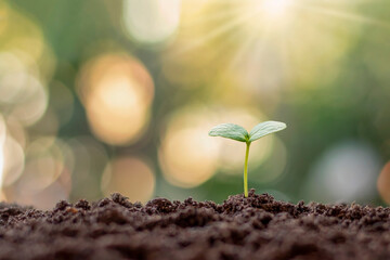 Plant sapling growing on soil in the morning light on a natural background.