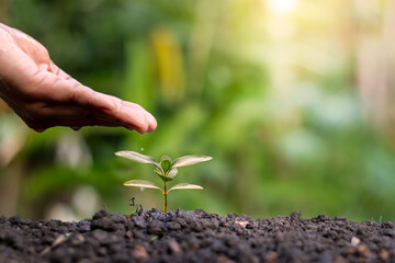 Planting green trees and seedlings in nature environmental conservation concept