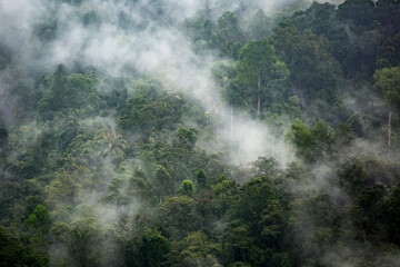 Tropical dense jungle forest in the morning.Tropical rain in the rainforest.