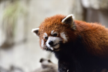 Red panda, a funny mammal