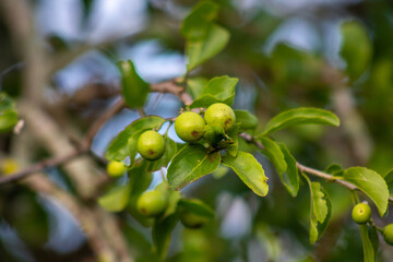 A closeup of a wild apple tree in a forest