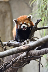 Red panda, a funny mammal