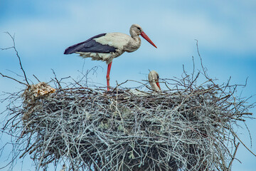 A family of storks in a nest