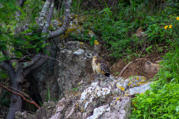 codorniz comun en autlan de navarro jalisco mexico