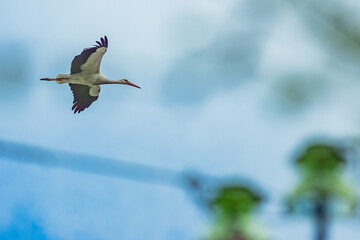 a stork flying in the sky