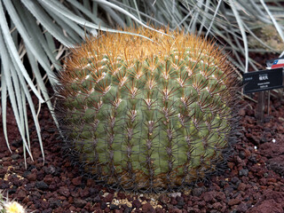 エリオシケ　極光丸