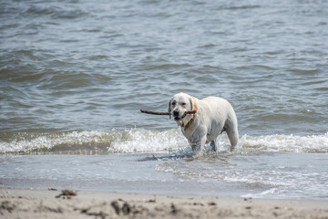 Dog with a stick in mouth in the ocean