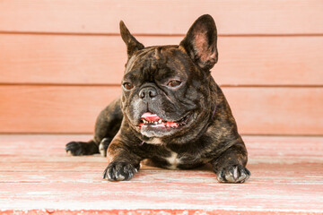 brindle french bulldog on wood background