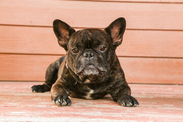 brindle french bulldog on wood background