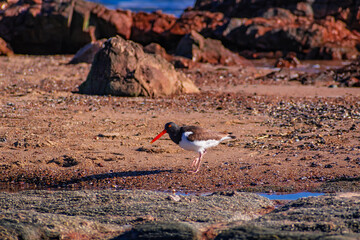 Ave en la costa. Solis, Maldonado, Uruguay