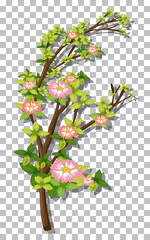 Branch of pink flower on transparent background