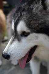 cute husky dog for pet