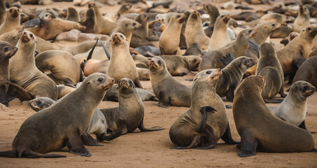 Seals at the Cape Cross Seal Reserve on the Skeleton Coast in Namibia. Cape Cross is home to one of...