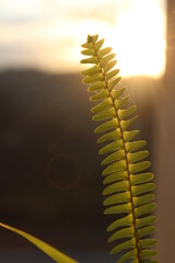 fern in a sunset with some spider webs
