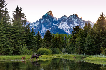 Baby Moose in A Mountain River