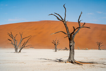 Fototapeta na wymiar Dead Camelthorn trees against towering sand dunes at Deadvlei in the Namib-Naukluft National Park, Namibia.