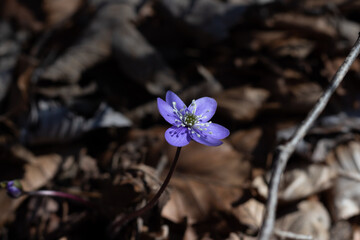 Selective focus shot of a blooming blue hepatica