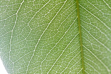 Close up to a green leaf of a tree