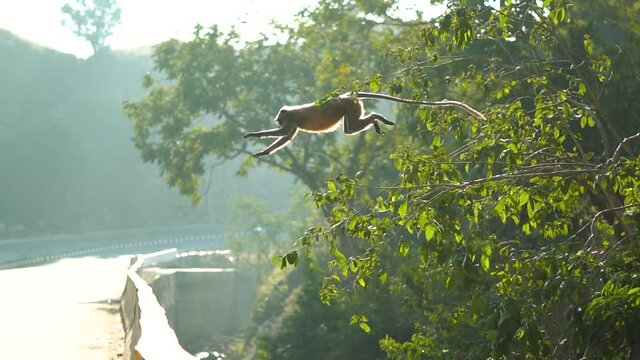 Slow motion shot of monkey jumping from tree on the highway
