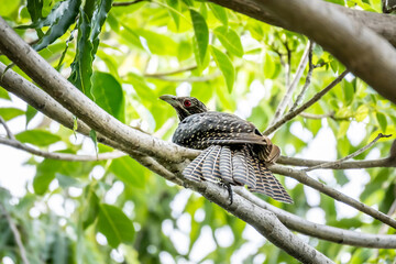 Obraz premium Female Asian koel, beautiful brown bird perching on the tree branch among green leaves. Asian koel (Eudynamys melanorhynchus) is a member of the cuckoo order of birds, the Cuculiformes.