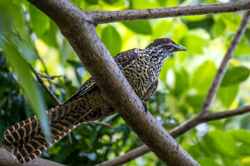 Female Asian koel, beautiful brown bird perching on the tree branch among green leaves. Asian koel (Eudynamys melanorhynchus) is a member of the cuckoo order of birds, the Cuculiformes.