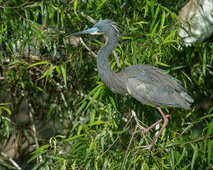 Tricolor Heron